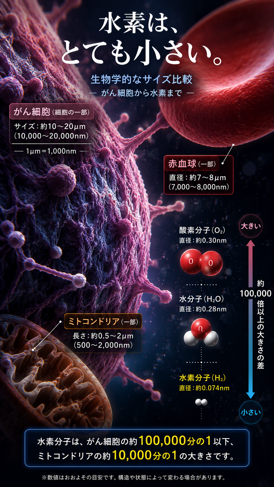 水素分子の小ささを、がん細胞・赤血球・ミトコンドリア・水分子・酸素分子と比較した図解